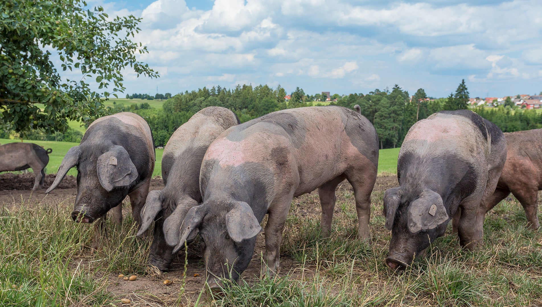 Bäuerliche Erzeugergeimschaft Schwäbisch Hall Schweine 